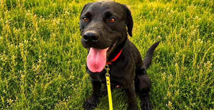 Misza, labrador do adopcji