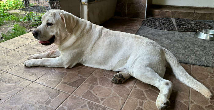 Chibo, labrador do adopcji