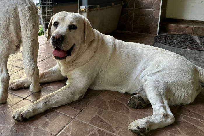 Chibo, labrador do adopcji
