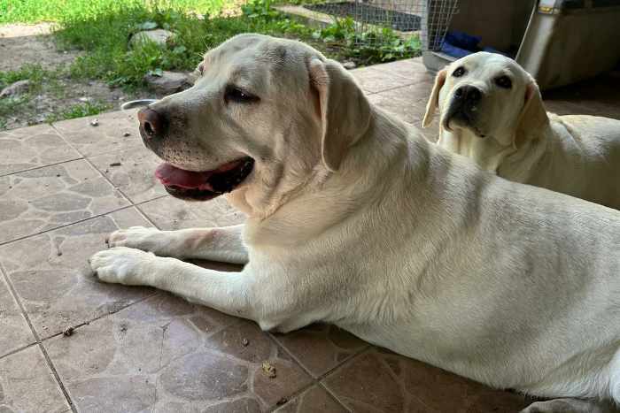 Chibo, labrador do adopcji