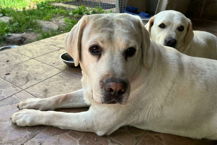 Chibo, labrador do adopcji