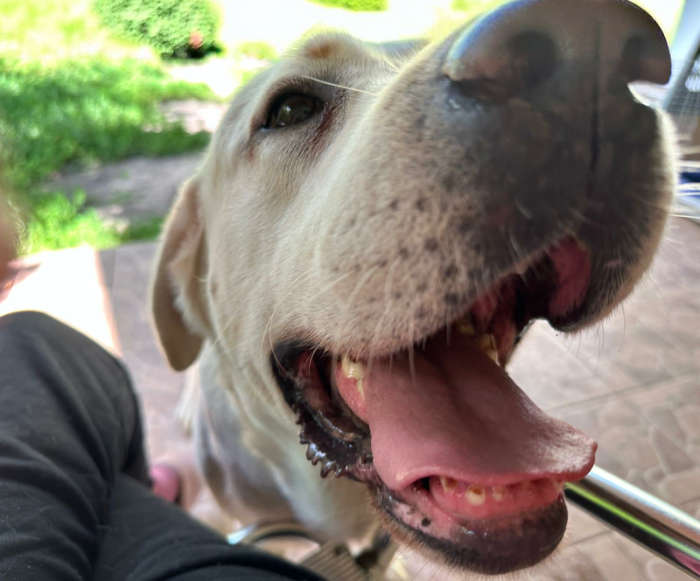 Chibo, labrador do adopcji