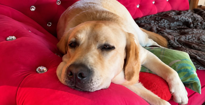 Hardi, labrador do adopcji