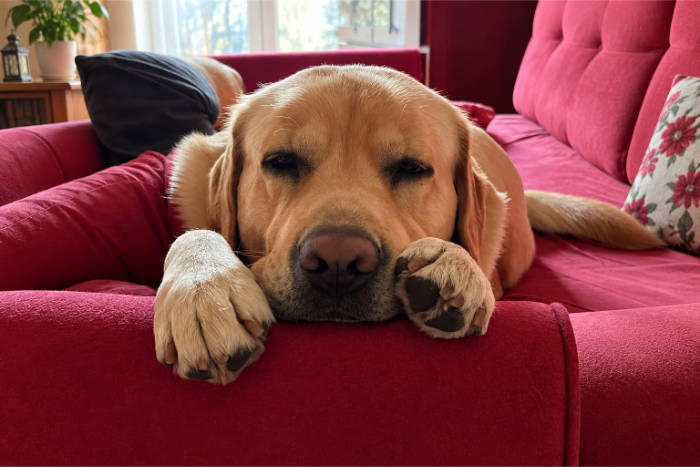 Hardi, labrador do adopcji