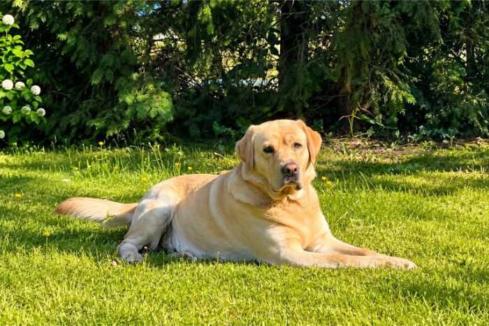 Hardi, labrador do adopcji