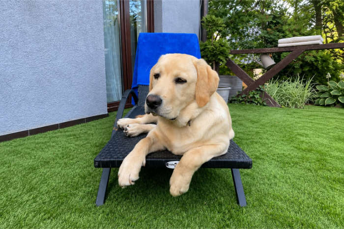 Hardi, labrador do adopcji