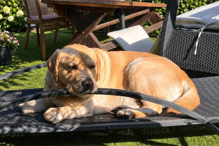 Hardi, labrador do adopcji