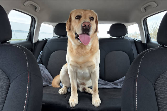 Hardi, labrador do adopcji