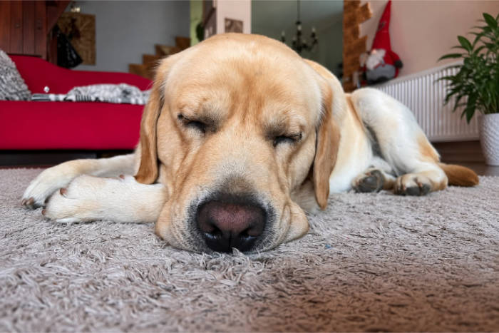 Hardi, labrador do adopcji