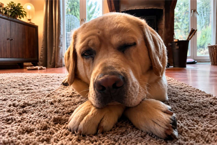 Hardi, labrador do adopcji