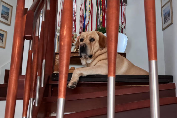 Hardi, labrador do adopcji