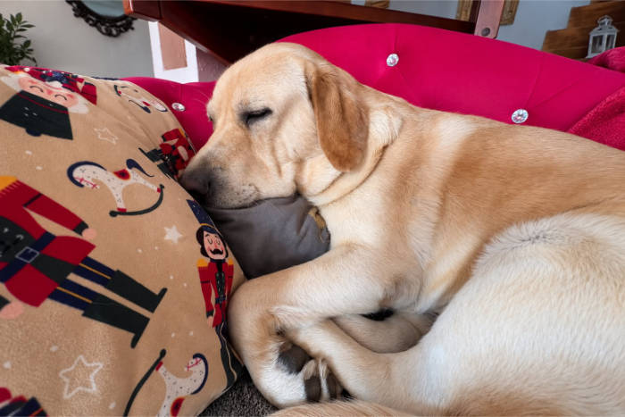 Hardi, labrador do adopcji