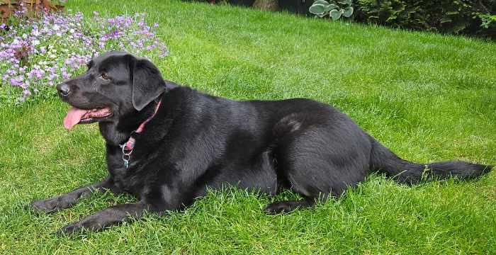 Luna, labradorka do adopcji