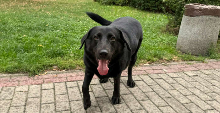 Luna, labradorka do adopcji