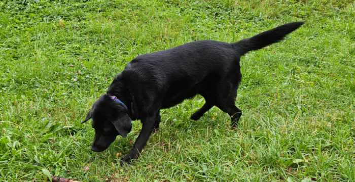 Luna, labradorka do adopcji