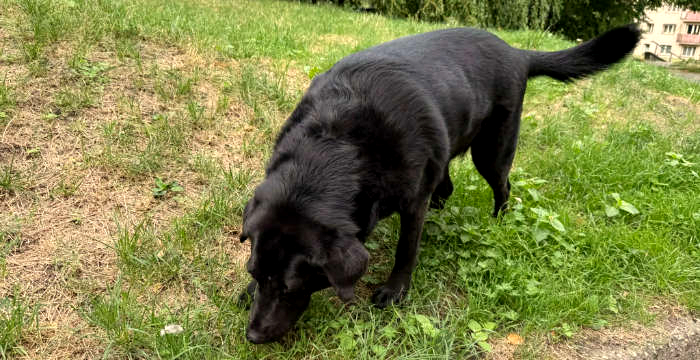 Luna, labradorka do adopcji