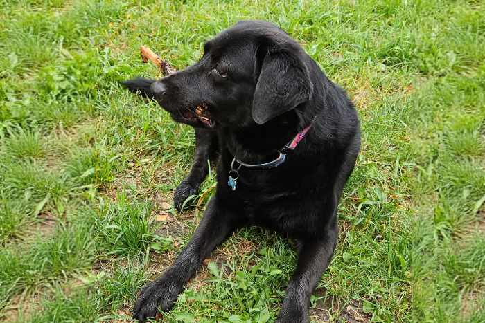 Luna, labradorka do adopcji