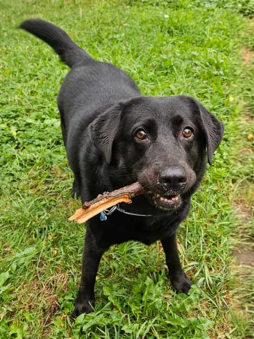 Luna, labradorka do adopcji