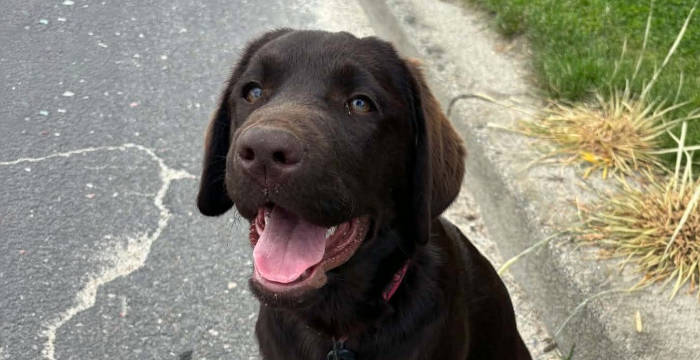 Ronia, labradorka do adopcji