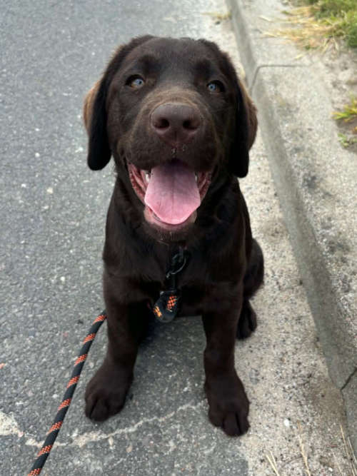 Ronia, labradorka do adopcji