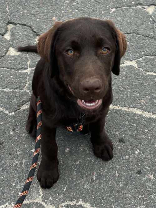 Ronia, labradorka do adopcji