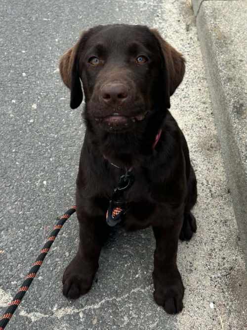 Ronia, labradorka do adopcji