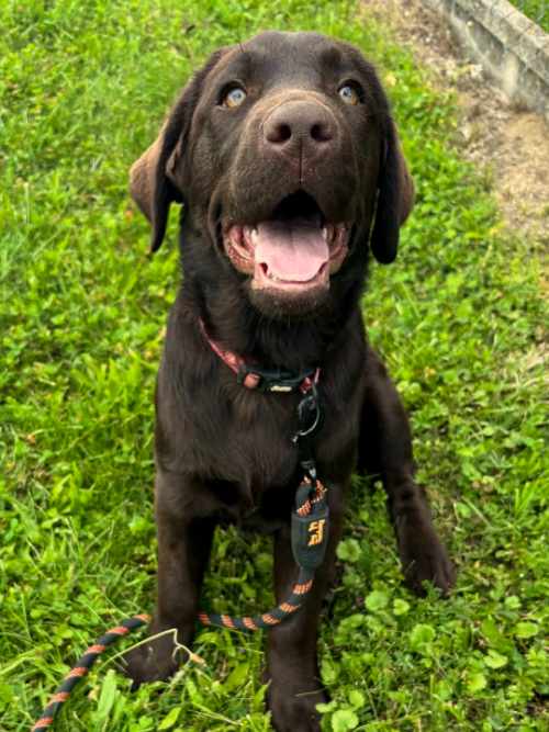 Ronia, labradorka do adopcji