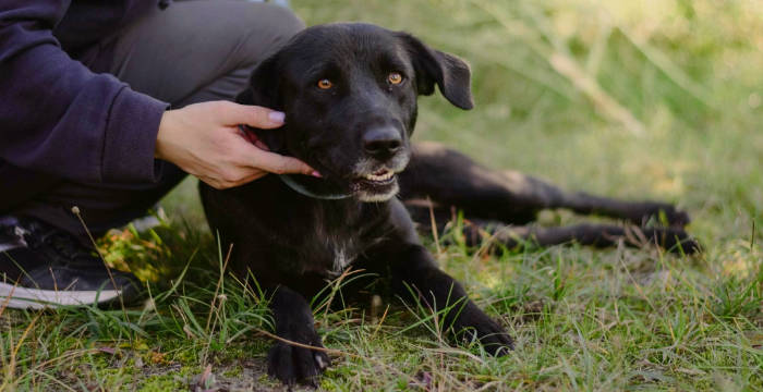 Naomi, sunia do adopcji