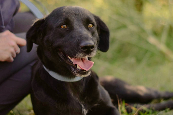 Naomi, sunia do adopcji