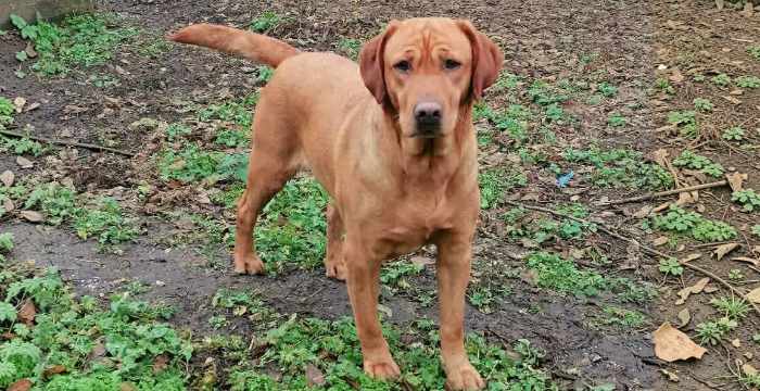 Chilli, labradorka do adopcji