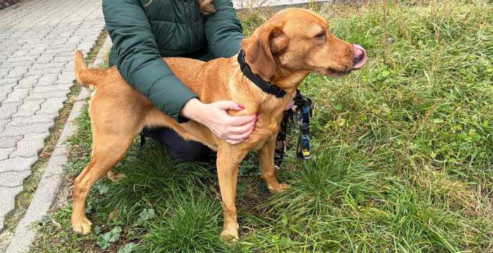 Chilli, labradorka do adopcji