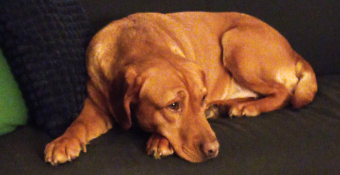 Chilli, labradorka do adopcji