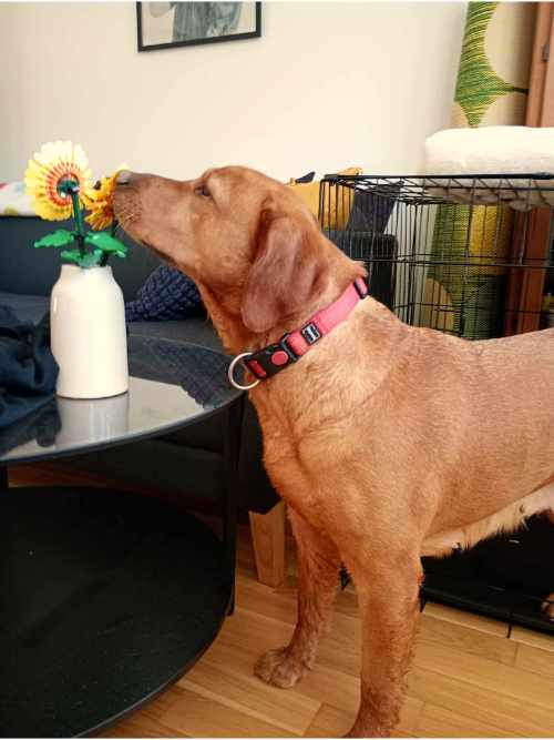Chilli, labradorka do adopcji