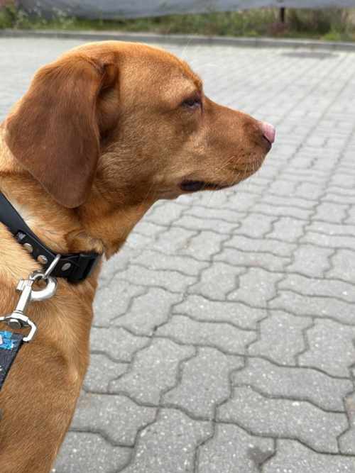 Chilli, labradorka do adopcji