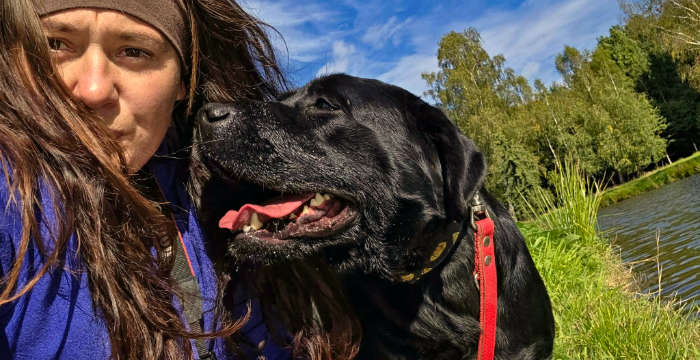 Leno, labrador do adopcji