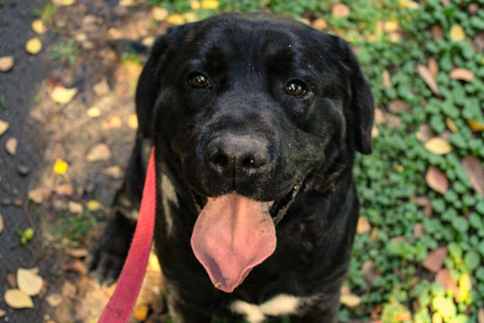 Leno, labrador do adopcji