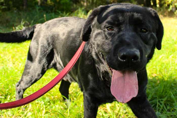 Leno, labrador do adopcji