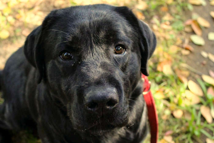 Leno, labrador do adopcji