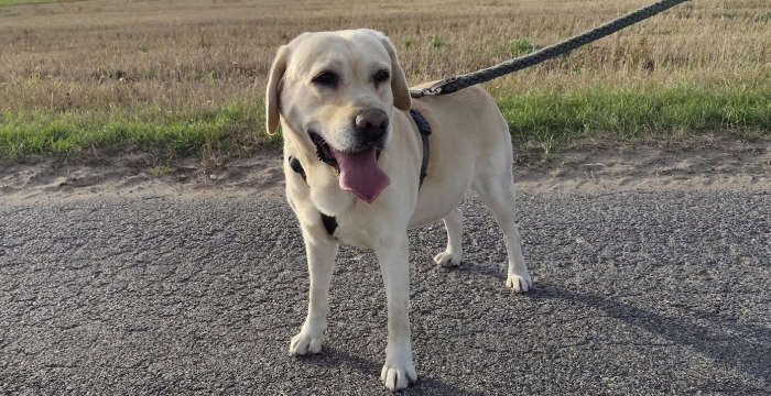 Rysiek, labrador do adopcji