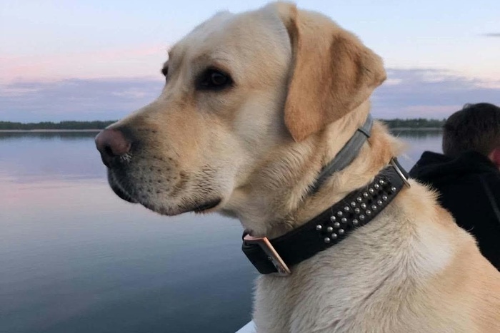 Rysiek, labrador do adopcji