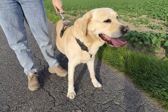 Rysiek, labrador do adopcji