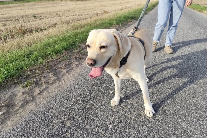 Rysiek, labrador do adopcji