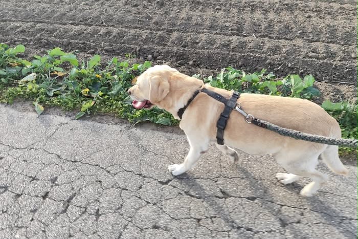 Rysiek, labrador do adopcji
