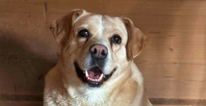 Tequila, labradorka do adopcji