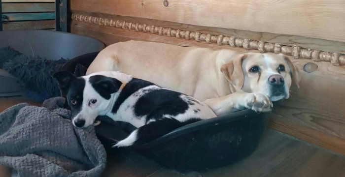 Tequila, labradorka do adopcji