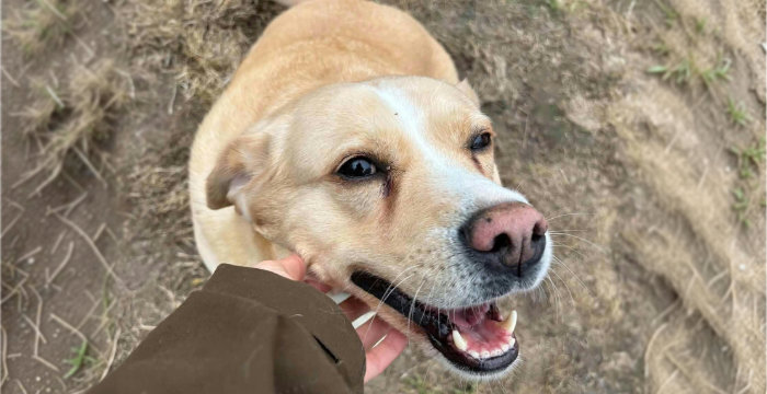 Tequila, labradorka do adopcji