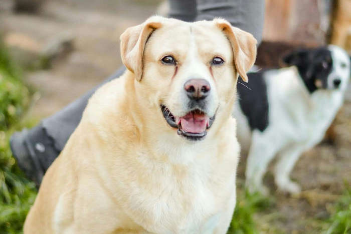 Tequila, labradorka do adopcji